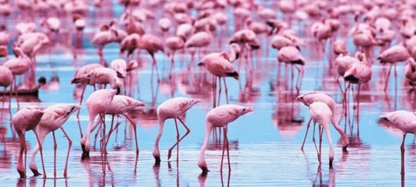 flamingo